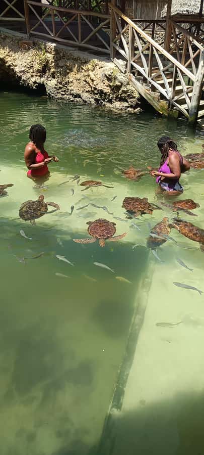 Swimming with tirltes at The Lagoons Zanzibar in Nungwi - Meeting green and hawksbill turtles