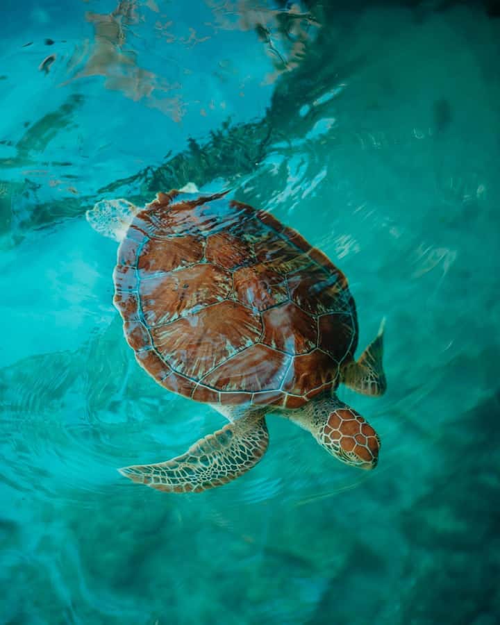 SWIMMING WITH TURTLES AT SALAAM CAVE AT KIZIMKAZI ZANZIBAR - Swimming, feeding, and handling the turtles