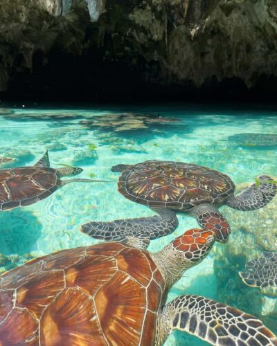 SWIMMING WITH TURTLES AT SALAAM CAVE AT KIZIMKAZI ZANZIBAR