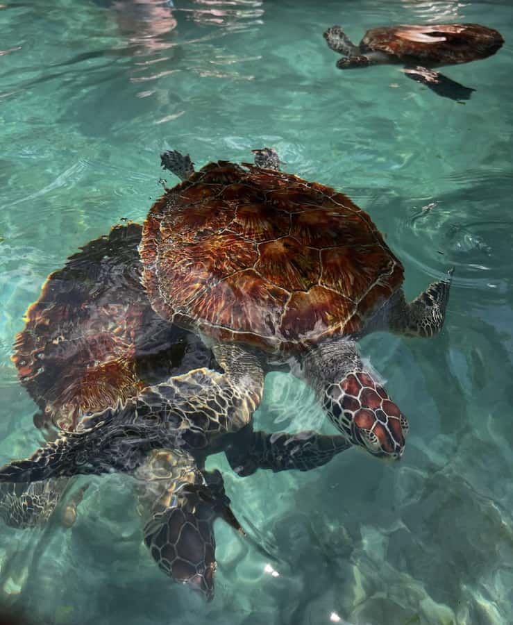 SWIMMING WITH TURTLES AT SALAAM CAVE AT KIZIMKAZI ZANZIBAR - Why an early start makes a difference