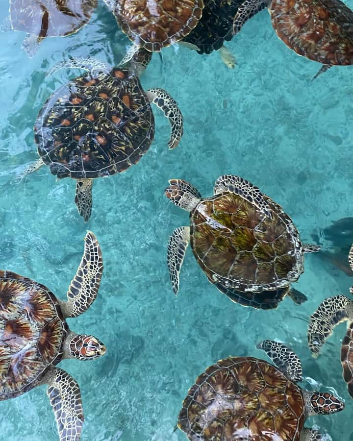 SWIMMING WITH TURTLES AT SALAAM CAVE AT KIZIMKAZI ZANZIBAR - Photos, free time, and the pace of the visit