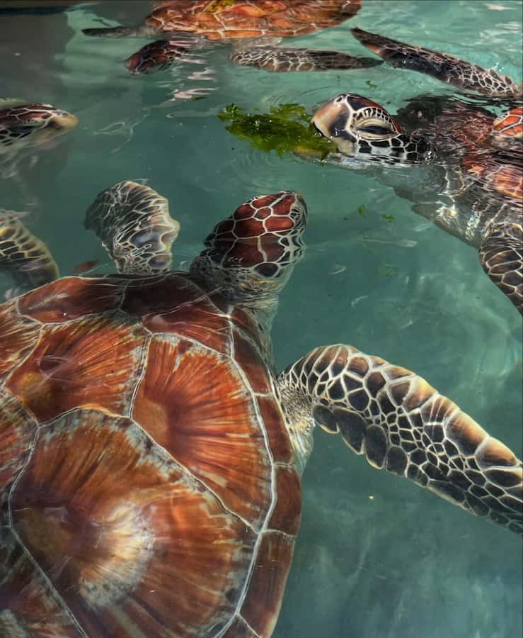 SWIMMING WITH TURTLES AT SALAAM CAVE AT KIZIMKAZI ZANZIBAR - Who will enjoy this experience most?