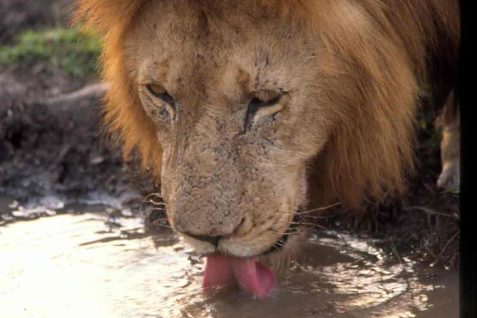 Tanzania 4 Days 3 Nights Budget camping safari to Serengeti and Ngorongoro - What this four-day safari really offers