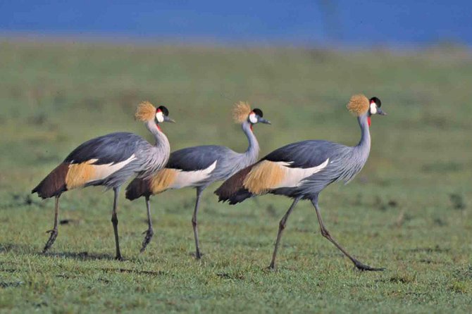 Tanzania 4 Days 3 Nights Budget camping safari to Serengeti and Ngorongoro - Two nights near Seronera and why they matter