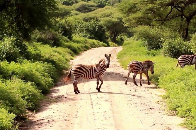 Tanzania 4 Days 3 Nights Budget camping safari to Serengeti and Ngorongoro - Camping at Seronera: the price-saving tradeoff