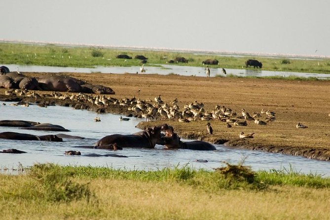 Tanzania 4 Days 3 Nights Budget camping safari to Serengeti and Ngorongoro - Day four: the crater floor and the return to Arusha