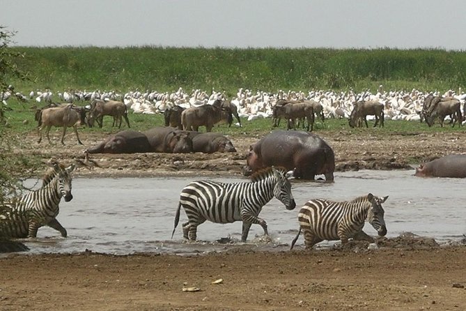 Tanzania 4 Days 3 Nights Budget camping safari to Serengeti and Ngorongoro - Guides, drivers, and the human side of the trip