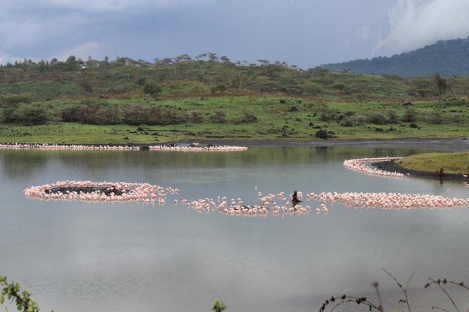 Tanzania - Arusha NP - Private Guided 4x4 Safari - Game Drive & Walking - Key points to know before you go