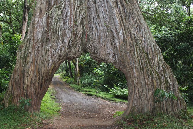 Tanzania - Arusha NP - Private Guided 4x4 Safari - Game Drive & Walking - Walking safari with an armed ranger