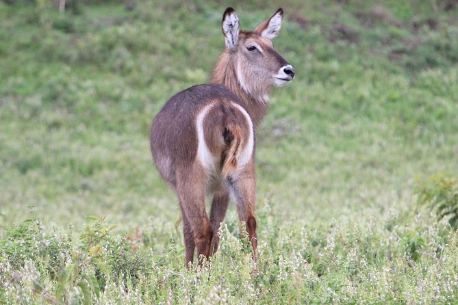 Tanzania - Arusha NP - Private Guided 4x4 Safari - Game Drive & Walking - What the private format adds