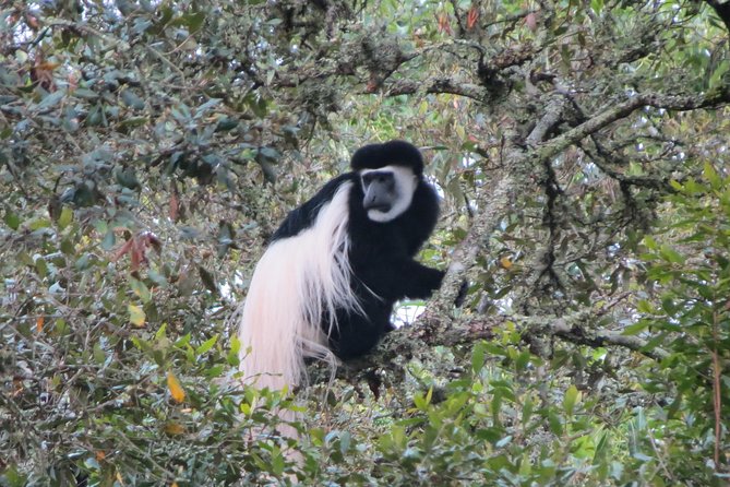 Tanzania - Arusha NP - Private Guided 4x4 Safari - Game Drive & Walking - Is $404.29 per person a fair price?