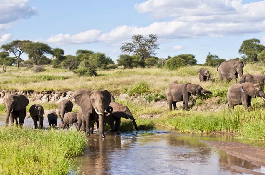 Tanzania: Big 5 Tour - Key points to know before booking