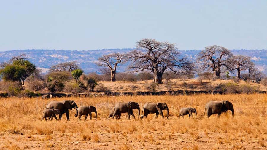 Tanzania: Big 5 Tour - Why this two-day safari works for a short visit