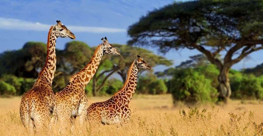 Tanzania: Big 5 Tour - Day two: Ngorongoro and the best Big 5 opportunity