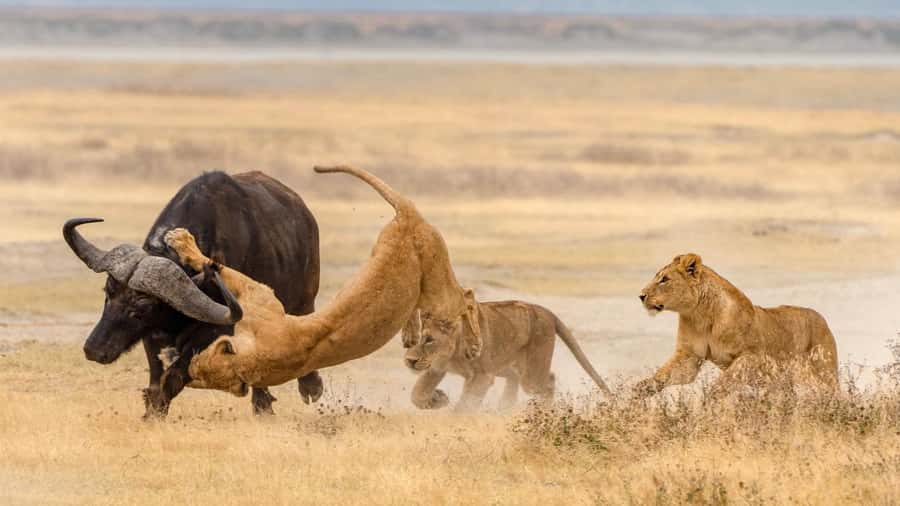 Tanzania: Big 5 Tour - Small group travel and guide languages