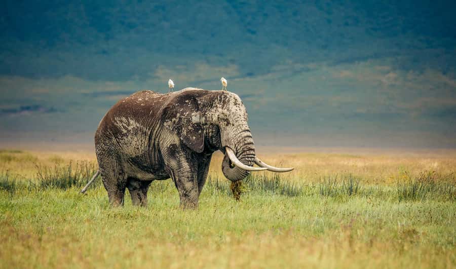 Tanzania: Big 5 Tour - The main drawbacks to weigh carefully