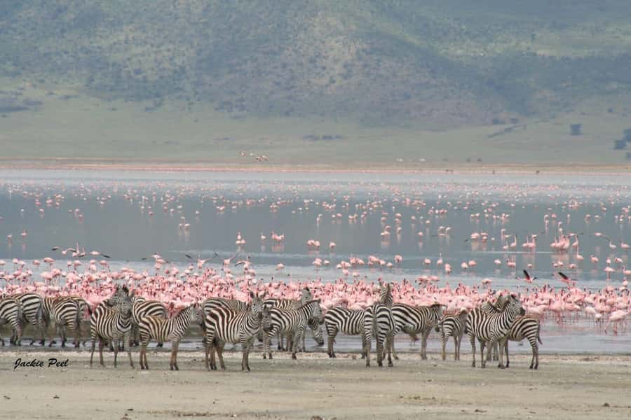 Tanzania: Big 5 Tour - Who should book this safari?