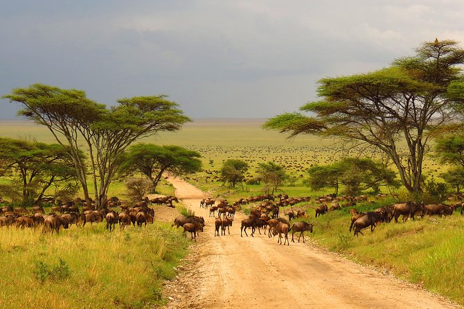 Tanzania Classic - 7 Days - Day 3: From Manyara to the open Serengeti