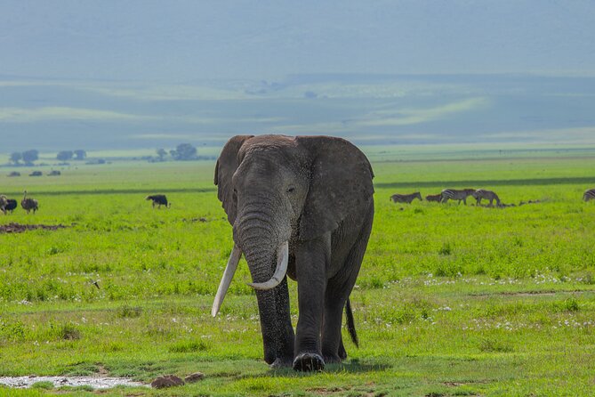 Tanzania Classic Safari 3 Days / 2 Nights - Who should book this safari?