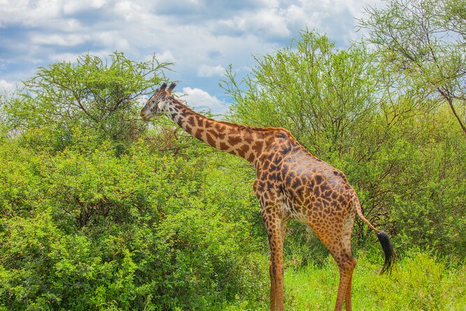 Tanzania Classic Safari 3 Days / 2 Nights - Day two: Ngorongoro Crater and the best wildlife odds