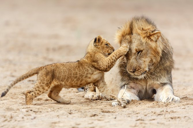 Tanzania Classic Safari - 7 Days - Arusha is a gentle start before the long drives