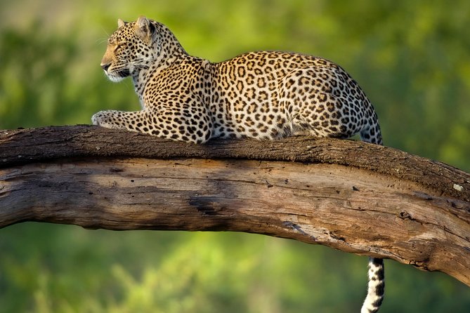 Tanzania Classic Safari - 7 Days - Sunrise game drives are worth the early alarm