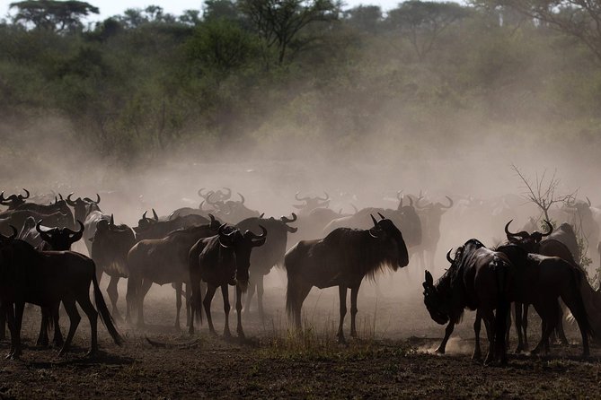 Tanzania Classic Safari - 7 Days - Mto wa Mbu gives you a softer final morning