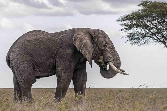 Tanzania Classic Safari - 7 Days - What the $8,900 price really covers