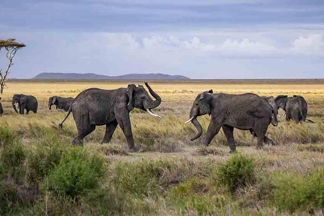 Tanzania Classic Safari - 7 Days - Private travel changes the feel of a safari