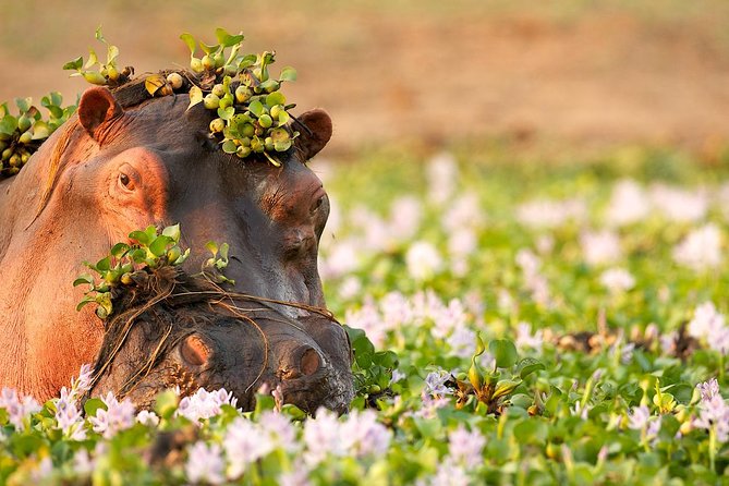 Tanzania Enticing Explorations - 6 Days - Guides, vehicles, and the value of private travel