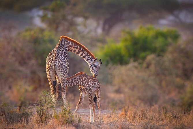 Tanzania Enticing Explorations - 6 Days - Day 1: A simple arrival in Arusha