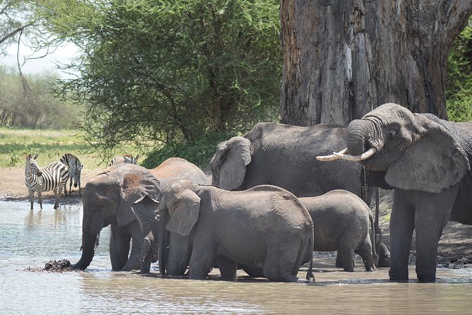 Tanzania Experience Safari and Tours - Day 2: Olduvai Gorge on the road to Serengeti