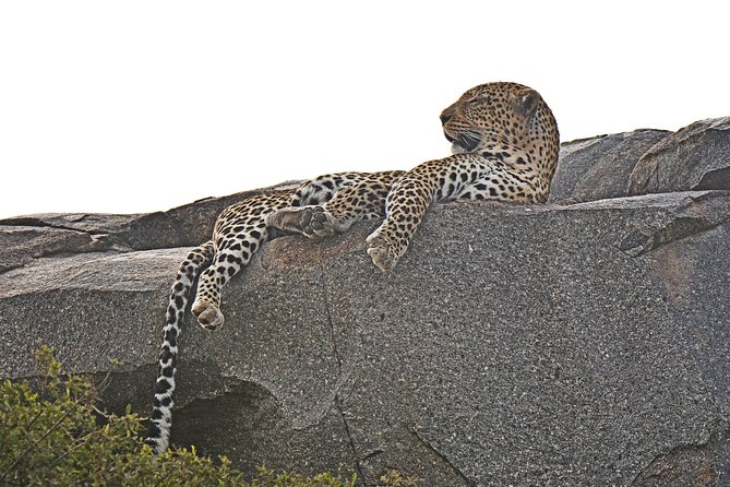 Tanzania Experience Safari and Tours - Day 3: A full day searching the Serengeti