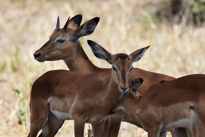 Tanzania Experience Safari and Tours - Day 5: Early wildlife viewing inside Ngorongoro Crater