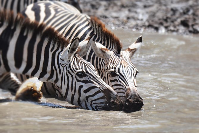Tanzania Experience Safari and Tours - Accommodation, meals, and what the price covers
