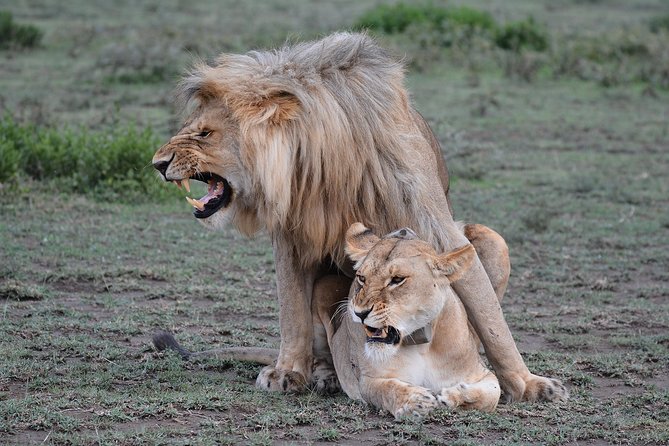 Tanzania Experience Safari and Tours - The practical side of the vehicle and pace