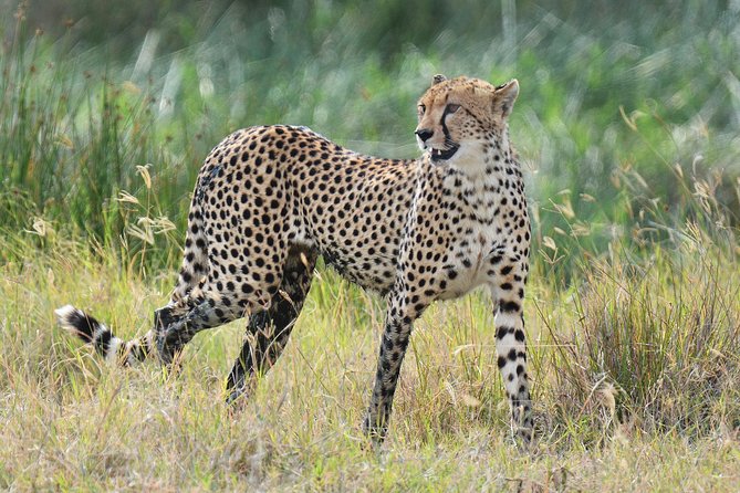 Tanzania Experience Safari and Tours - Day 1: Tarangire’s elephants and baobab country