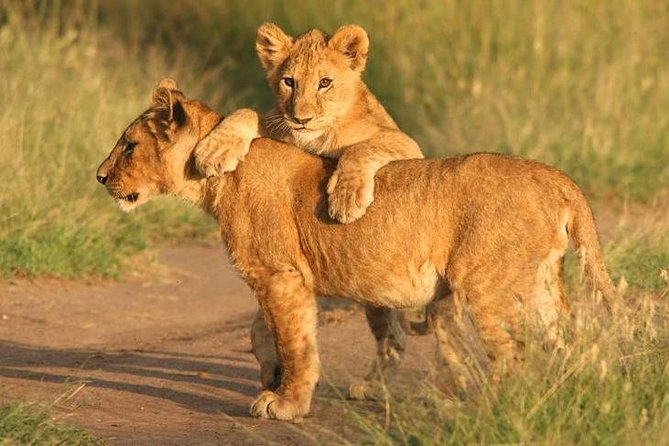 Tanzania Safari 10 Days- Serengeti, Lake Manyara, Ngorongoro Crater. - Arusha to Tarangire: an elephant-filled first day