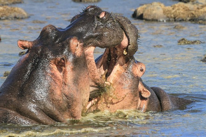 Tanzania Safari 10 Days- Serengeti, Lake Manyara, Ngorongoro Crater. - The 600-meter descent into Ngorongoro Crater