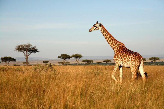 Tanzania Safari and Kilimanjaro Climb Multi-Day Experience - Why this itinerary works as a Tanzania introduction