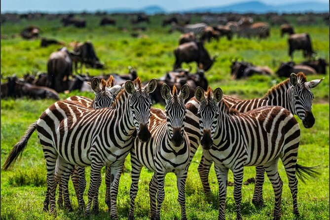 Tanzania Safari and Kilimanjaro Climb Multi-Day Experience - Days 2 and 3: Big cats and open country in Serengeti