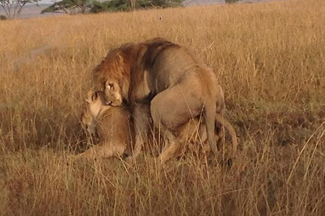 Tanzania Safari and Kilimanjaro Climb Multi-Day Experience - Day 4: Ngorongoro Crater and the Olduvai option