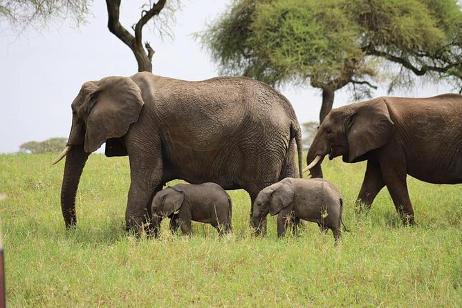 Tanzania Safari and Kilimanjaro Climb Multi-Day Experience - Day 6: A reset at Heart of Africa Lodge