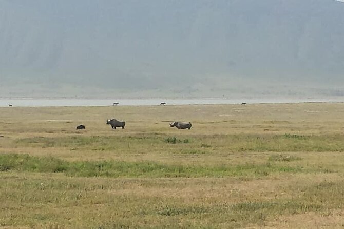 Tanzania Safari and Kilimanjaro Climb Multi-Day Experience - Day 14: Recovery at the lodge