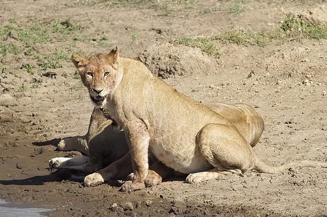 Tanzania Safari Join Group - Day 1: Tarangire’s elephants and baobab trees
