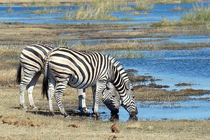 Tanzania Safari Join Group - Day 6: Forest, monkeys, and Lake Manyara