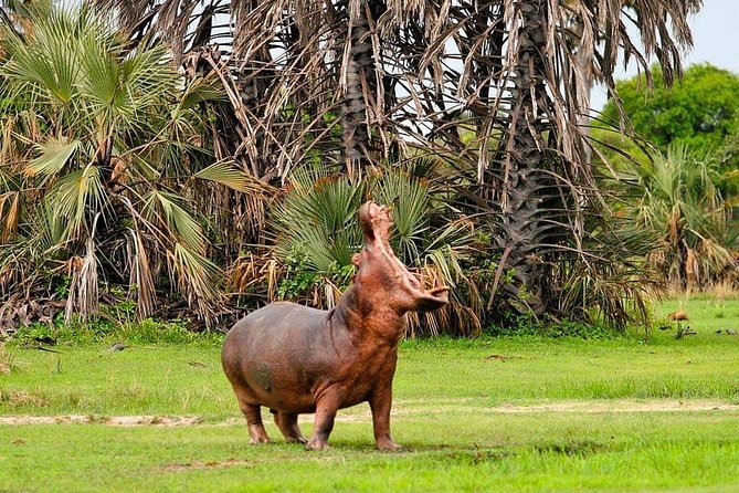 Tanzania Safari Join Group - Camping, food, and daily comfort