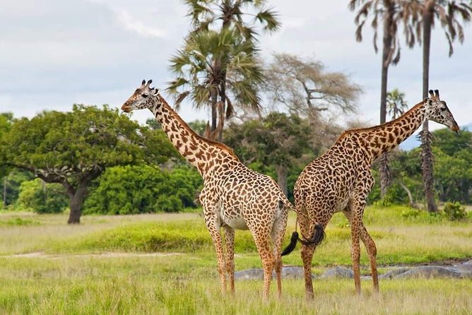 Tanzania Safari Join Group - Days 2 to 4: Three different looks at the Serengeti