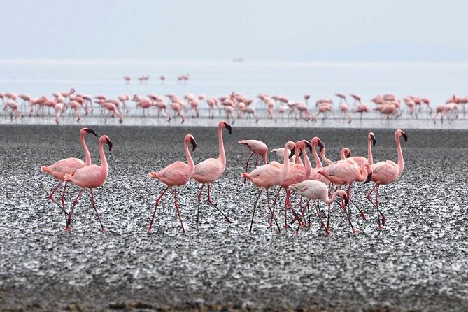 Tanzania Safari - The Great Migration in the North of the Serengeti and Lake Natron - Days 3 and 4: Serengeti grasslands and the northern migration