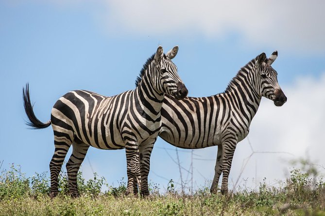 Tanzania Safari - The Great Migration in the North of the Serengeti and Lake Natron - Day 6: A walking morning, then Tarangire elephants